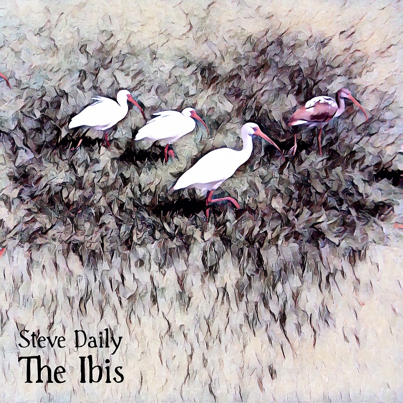 The Ibis by Steve Daily